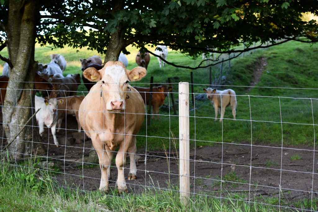 Vaches derrière un grillage agricole