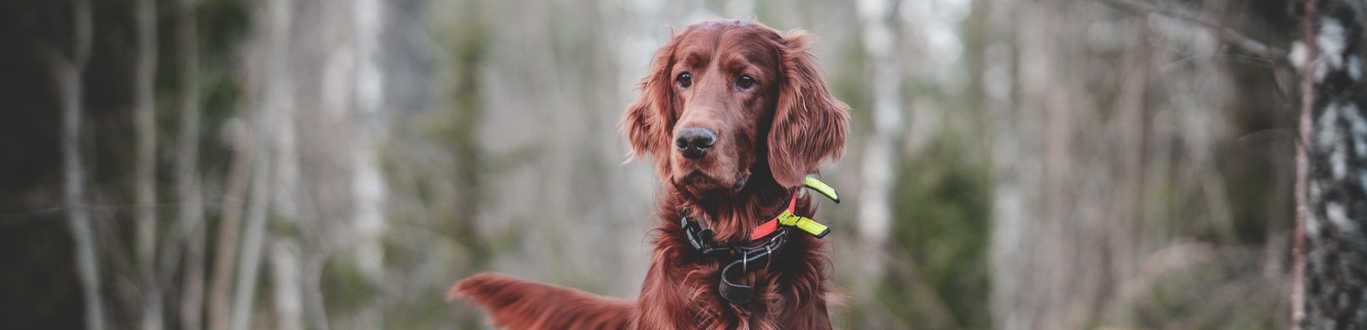 Chien de chasse en action